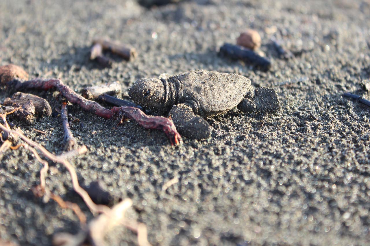 Tortuga sale de nido: Conservación, sustentabilidad